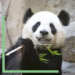 Le panda Huan Huan retournera en Chine en Novembre 2025