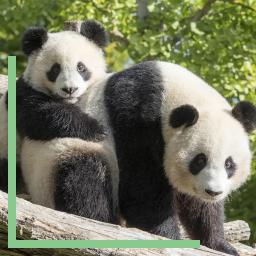 Maman Panda et son bébé à Beauval