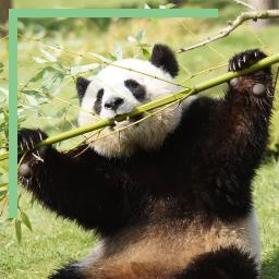 Panda géant du Zoo de Beauval