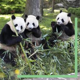 Pandas géants en pleine dégustation de bambou au ZooParc de Beauval