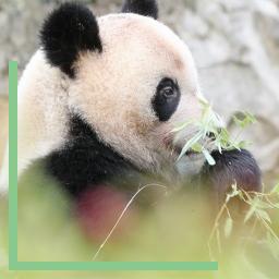 Yuan Meng a déjà quitté le zoo pour retourner en Chine
