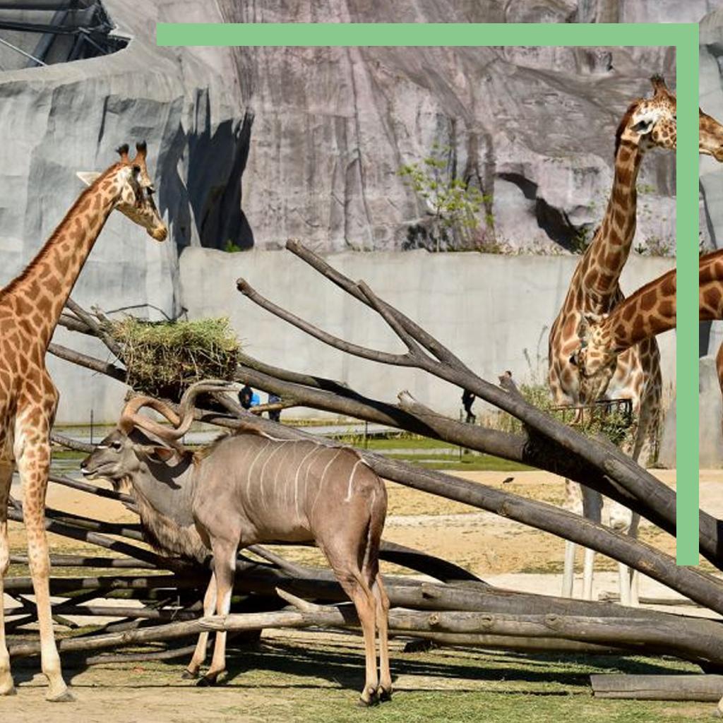 A la rencontre des grands mammifères de la biozone Afrique du zoo de Paris(Zoo de Paris (Vincennes))