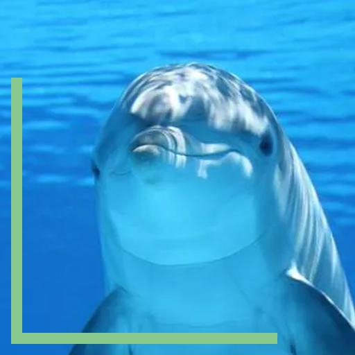 Fermeture de Marineland : quel avenir pour les 12 dauphins promis au zoo de Beauval ?