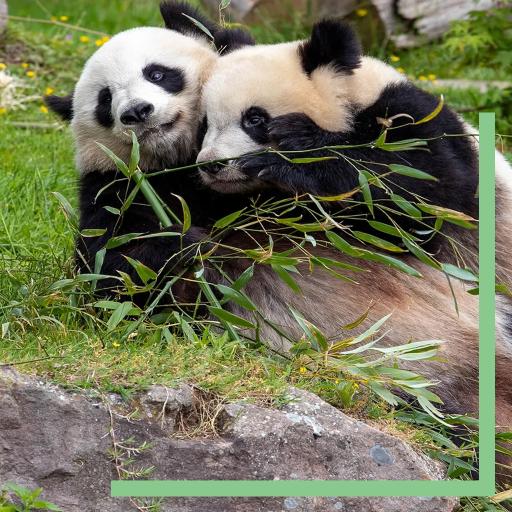 Les pandas Huan Huan et Yuan Zi vont quitter Beauval prématurément pour une nouvelle vie en Chine