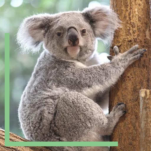 Dans quel zoo voir des Koalas