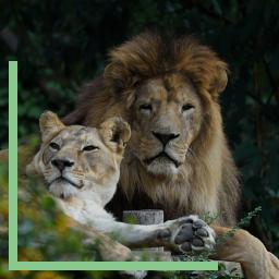 Couple Lion et Lionne du Zoo d'Amnéville