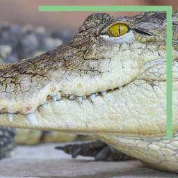 Crocodile du Nil au Zoo de La Palmyre