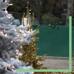 Décorations de Noël au zoo de Beauval