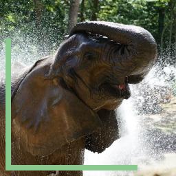 Eléphant d'Afrique au Zoo d'Amnéville