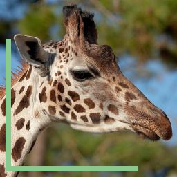 Girafe de Rothschild au Zoo de La Palmyre