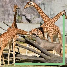 Girafes dans la Biozone Afrique Zoo de Paris