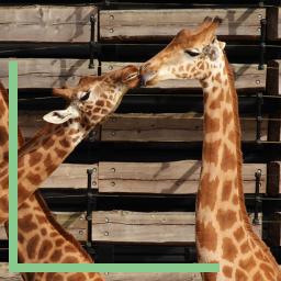 Girafes dans leur enclos Zoo de Vincennes
