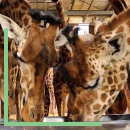 Girafes qui mangent au Zoo de Paris
