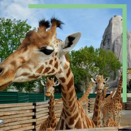 Girafes qui sortent dans leur enclos au Zoo de Paris
