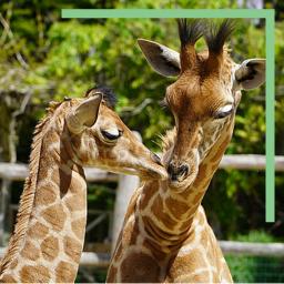 Girafes au zoo de la Flèche