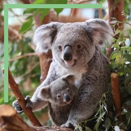 Les koalas à Beauval