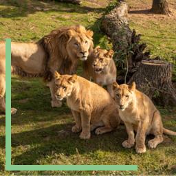 Lions au réveil au Safari de Peaugres