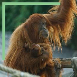 Orang-Outan et son bébé au Zoo d'Amnéville