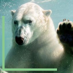 Ours polaire dans l'eau au Zoo d'Amnéville
