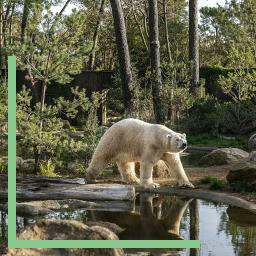 Ours polaire au zoo de la Flèche