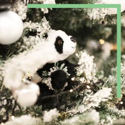 Pandas Beauval à Noël
