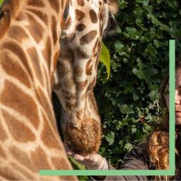 Soigneur avec Girafe dans le Parc zoologique de Vincennes