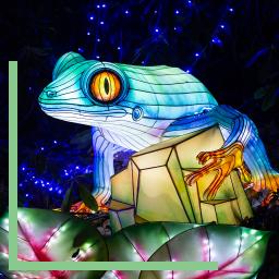Thoiry Lumières Sauvages Lanterne Grenouille