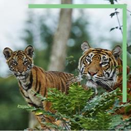 Tigre de Sumatra au parc du PAL